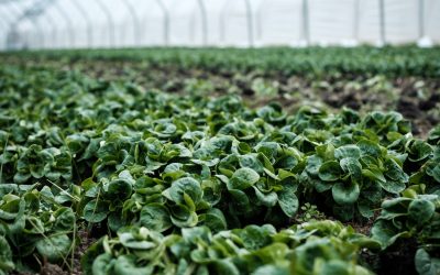 Startup innovative agricole: gli esempi migliori